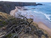 Strauchgerippe vor Praia do Medo da Fonte Santa